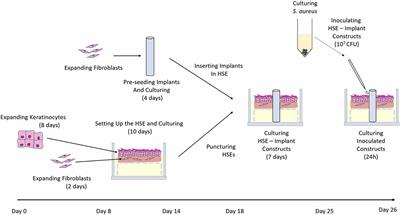 An in vitro Reconstructed Human Skin Equivalent Model to Study the Role of Skin Integration Around Percutaneous Devices Against Bacterial Infection